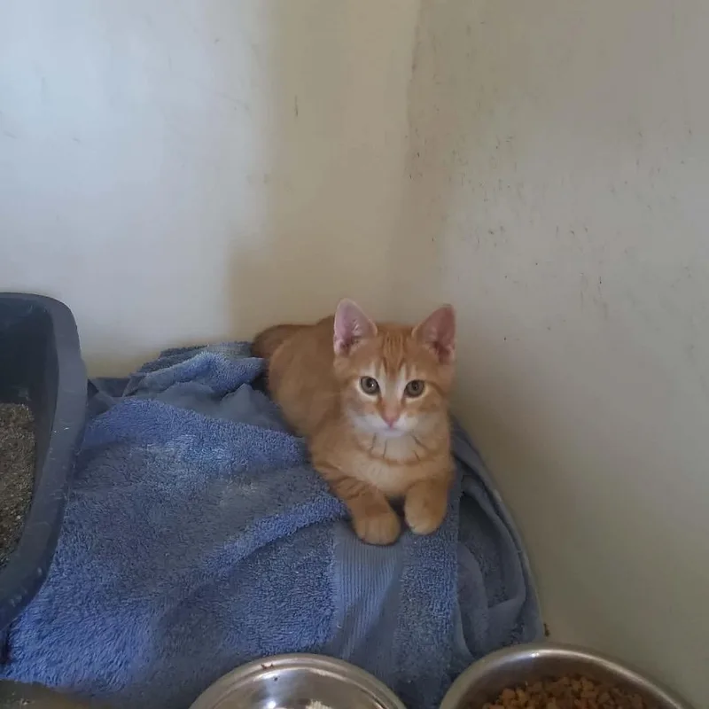 Nacho
