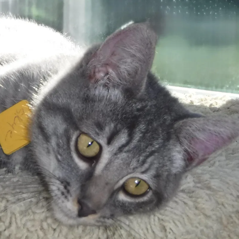 A baby medium-sized male Tabby (Gray / Blue / Silver) Tabby cat named Skye  Super Outgoing for adoption in Hoquiam, WA