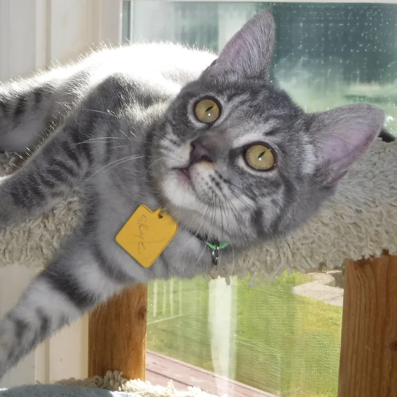 Skye  Super Outgoing thumbnail 5