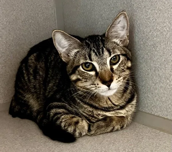 A young medium-sized male Domestic Short Hair cat named Elliott for adoption in Stratham, NH