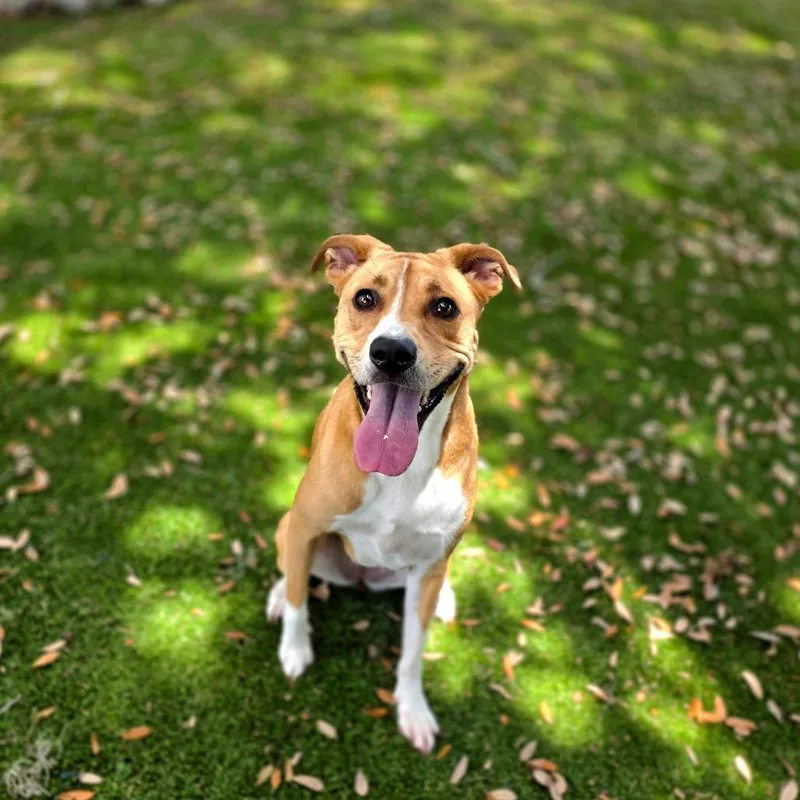Bella