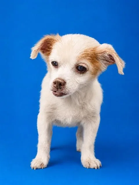 An adult small-sized female Mixed Breed dog named Darling for adoption in Jacksonville, FL