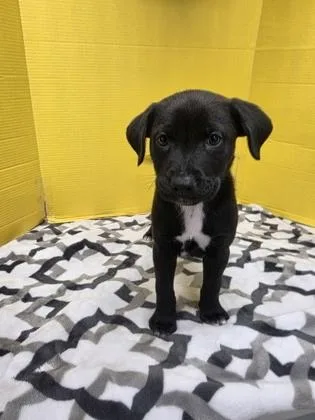An adult medium-sized male Labrador Retriever dog named Stretton for adoption in Houston, TX
