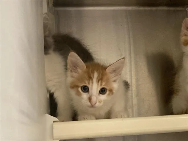 A baby small-sized female Domestic Medium Hair cat named Poppy for adoption in Tustin, CA