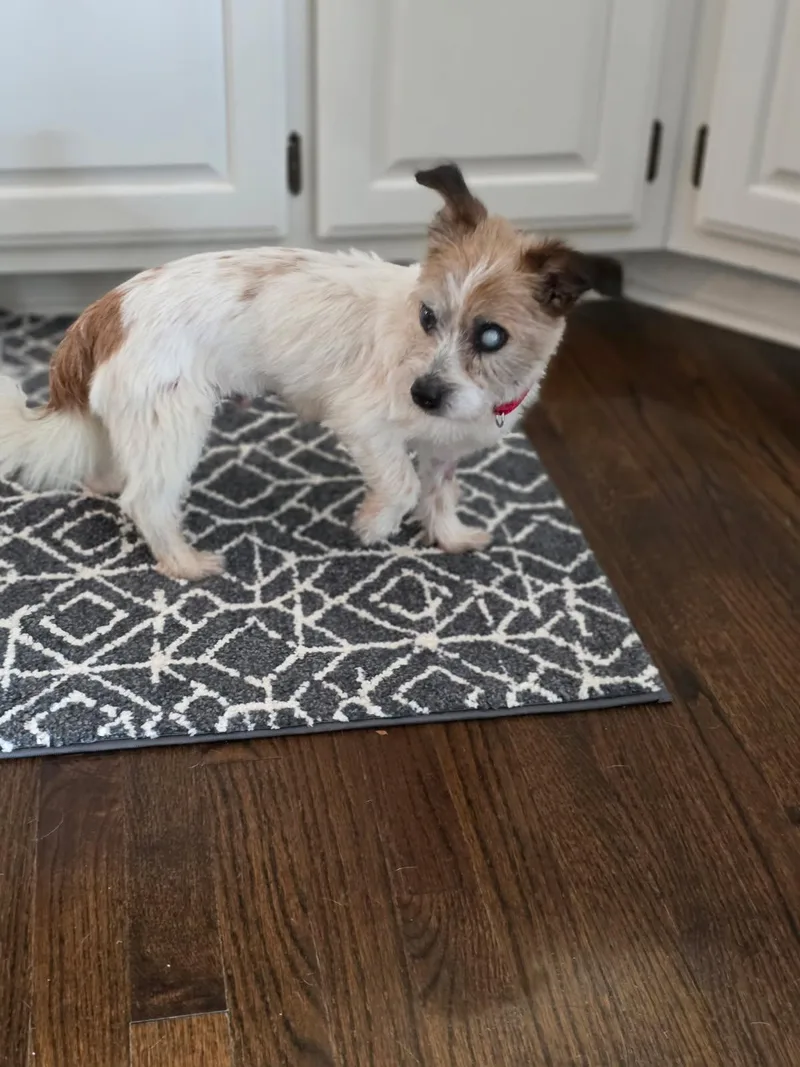 A senior small-sized male Terrier dog named Scruff for adoption in Orland Park, IL