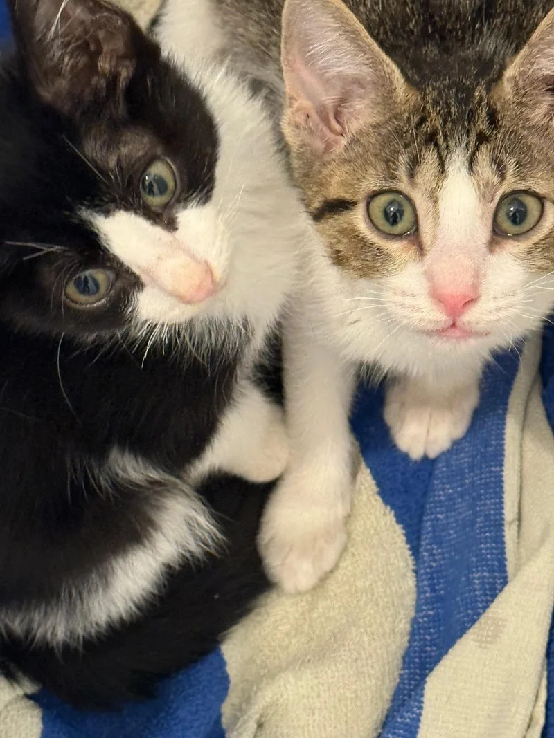A baby medium-sized female Tabby (Brown / Chocolate) Domestic Short Hair cat named Catalina for adoption in Houston, TX