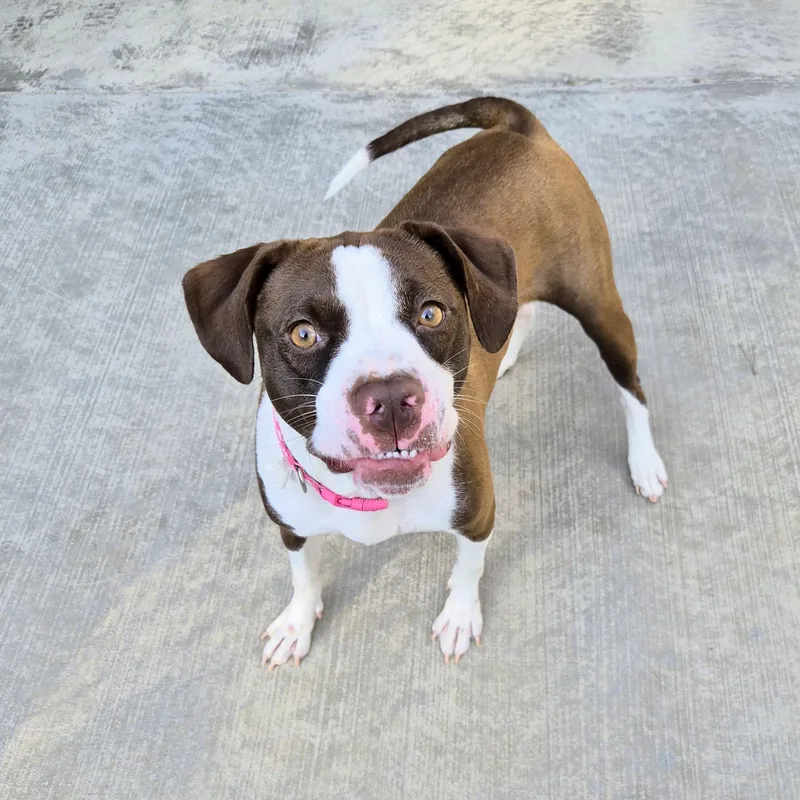 A young medium-sized female Boxer dog named Ladybug for adoption in Cornelius, NC