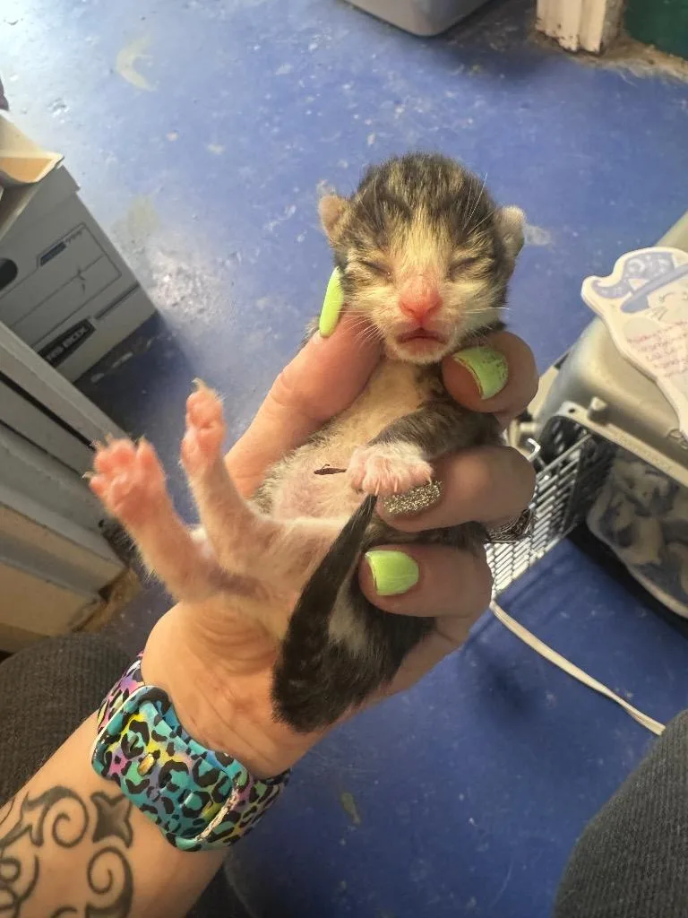 A baby medium-sized female Domestic Short Hair cat named Rain for adoption in Johnson City, TN