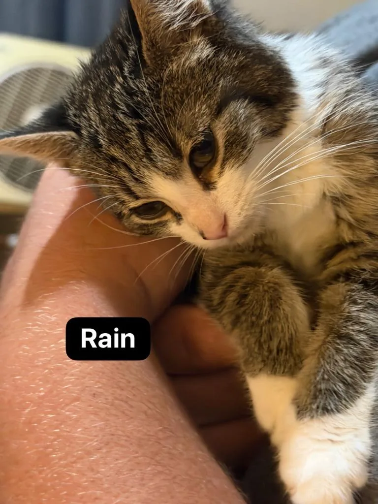 Rain thumbnail 3
