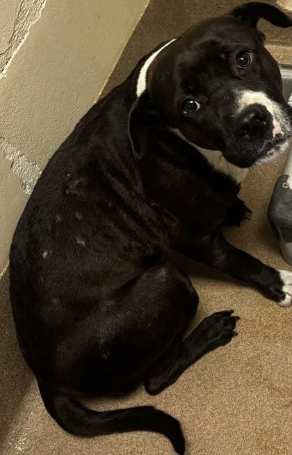 An adult large-sized female Mixed Breed dog named Ravencrest for adoption in Chamblee, GA
