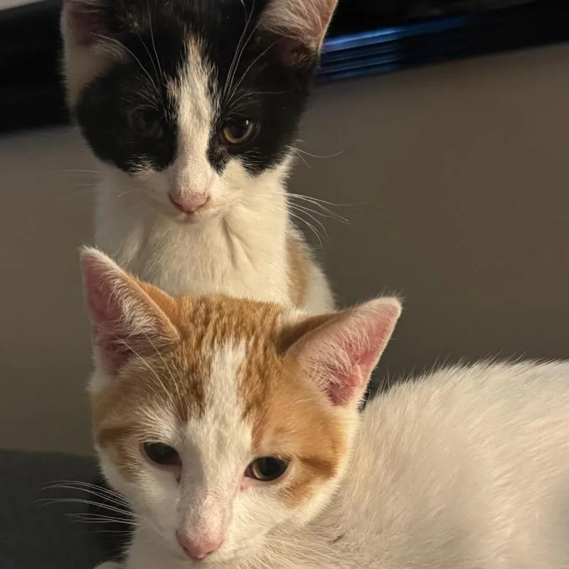 Rickrock Roll thumbnail 2