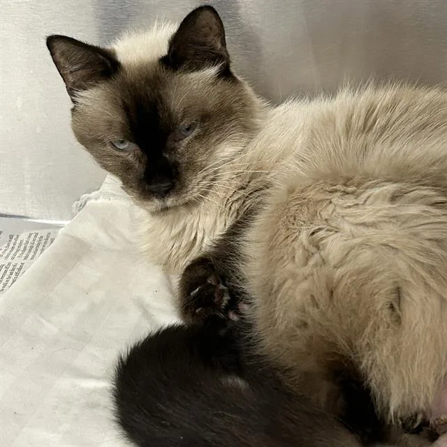 A senior medium-sized male Domestic Short Hair cat named Peter for adoption in San Antonio, TX