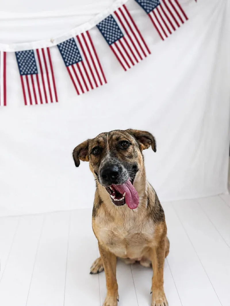A young medium-sized female Yellow / Tan / Blond / Fawn Mixed Breed dog named Maybelline for adoption in Chickasha, OK