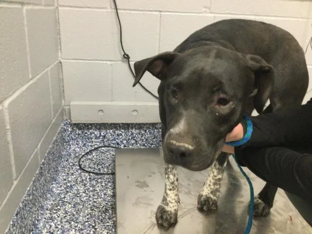 A young medium-sized female Labrador Retriever dog named Ella for adoption in Thousand Palms, CA