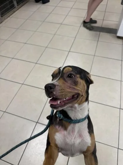 An adult medium-sized female Mixed Breed dog named Sweet Heart for adoption in Largo, FL