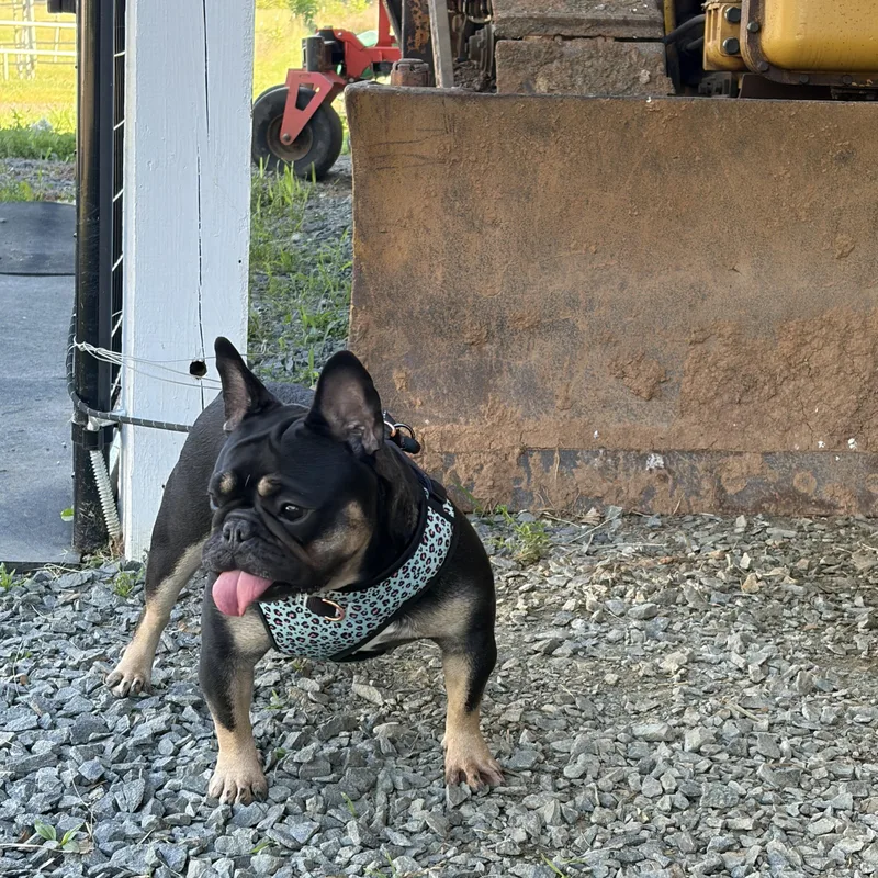 Pippa thumbnail 2