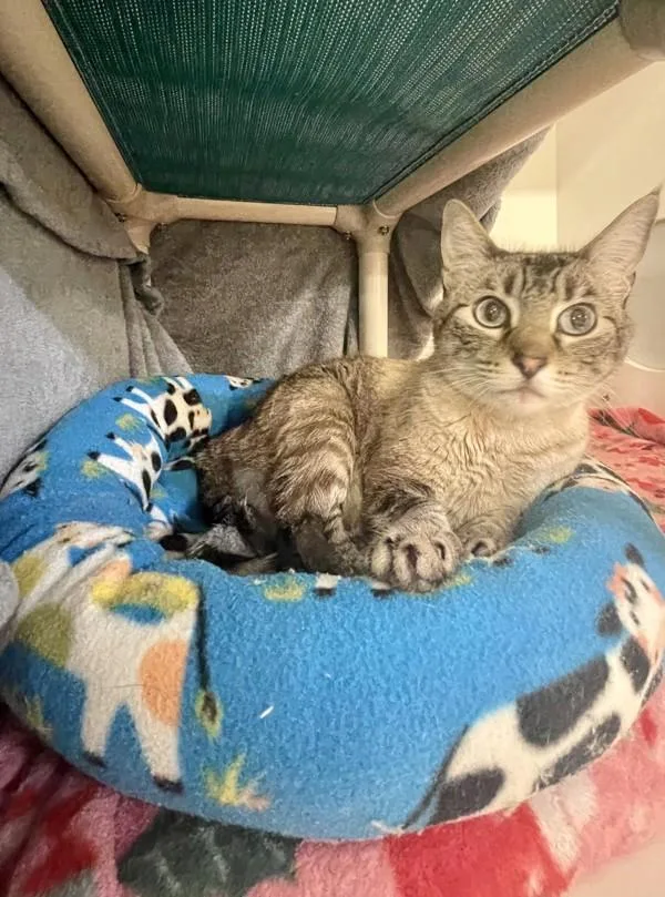 An adult medium-sized female Domestic Short Hair cat named Sparkle for adoption in Oceanside, CA