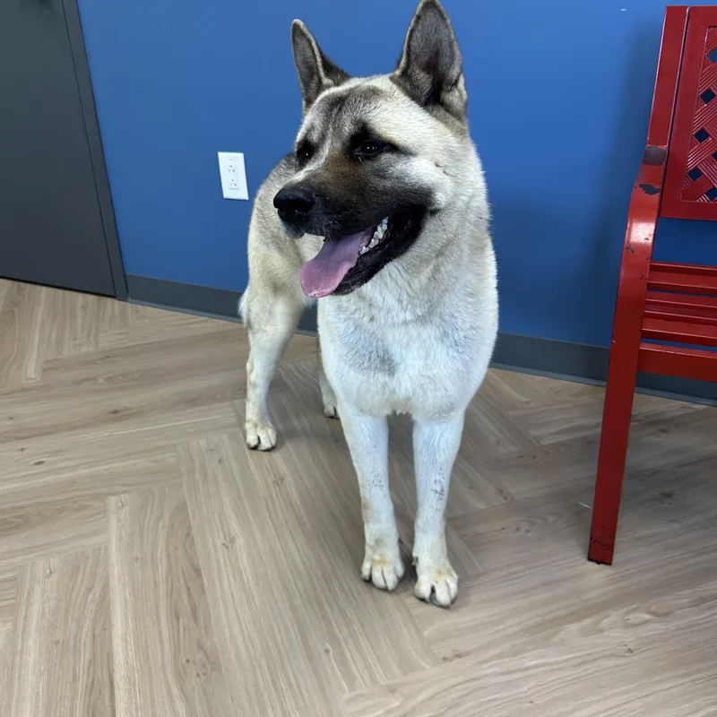 An adult large-sized female Bicolor Akita dog named Nika for adoption in Manchester, TN