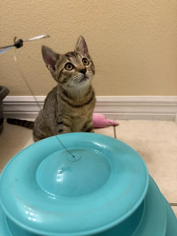 A baby small-sized female Tabby (Brown / Chocolate) Tabby cat named Isabel for adoption in Fern Park, FL