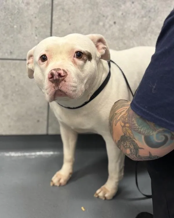 An adult extra large-sized female Pit Bull Terrier dog named Coco for adoption in Canton, GA