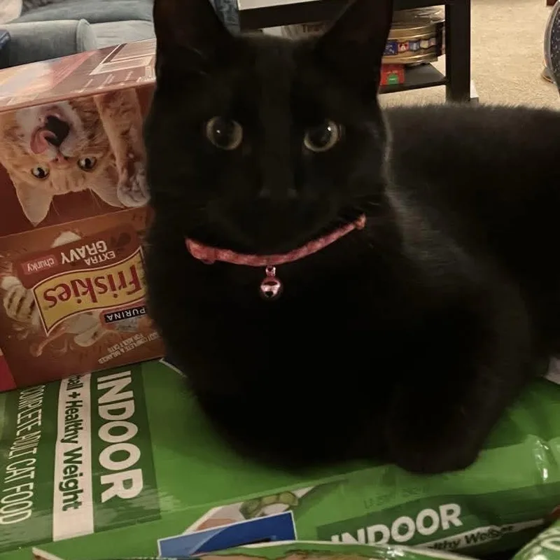 A young medium-sized female Black Domestic Short Hair cat named Eclipse for adoption in Gladstone, OR