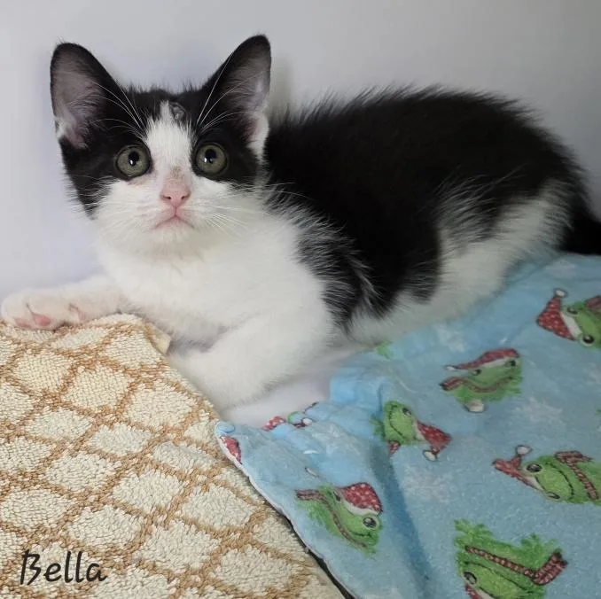 Bella thumbnail 2