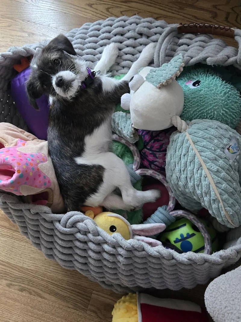 Kaya Your New Scruffy thumbnail 2
