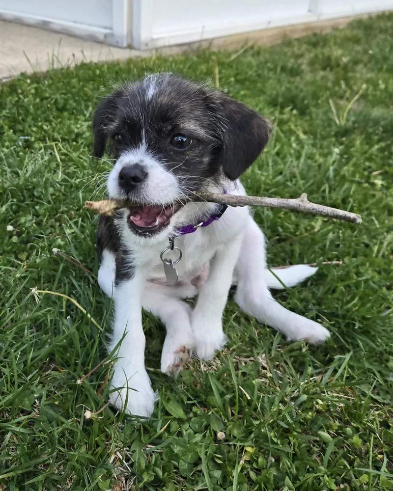 Kaya Your New Scruffy thumbnail 3
