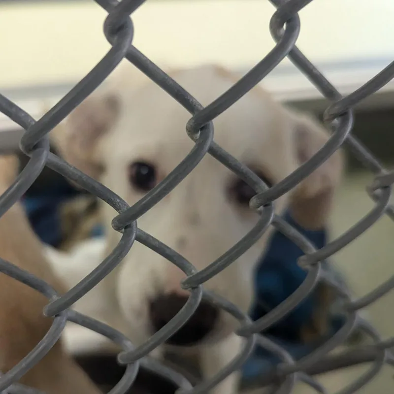 A baby small-sized female White / Cream Labrador Retriever dog named Sabrina for adoption in Charlottesville, VA