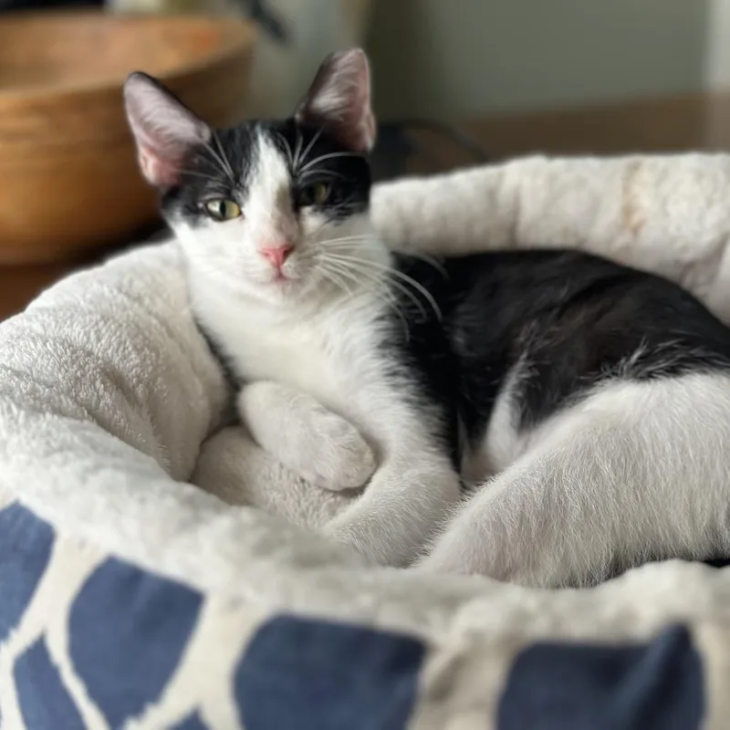 A young small-sized female Black Domestic Short Hair cat named Tini for adoption in Long Beach, CA