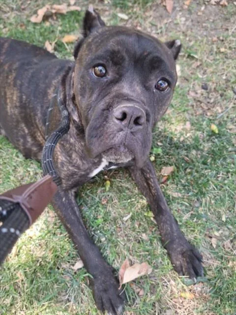 An adult medium-sized female Cane Corso dog named Emmi for adoption in Woodland, CA