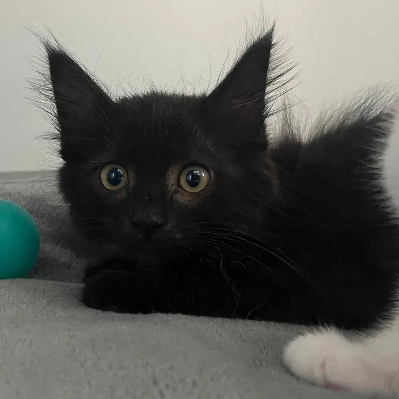 A baby small-sized male Domestic Short Hair cat named Diego for adoption in Oakland, CA