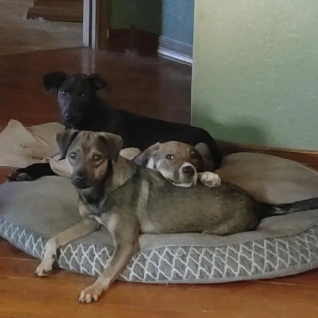 A young small-sized male Black Terrier dog named Milo for adoption in Seguin, TX