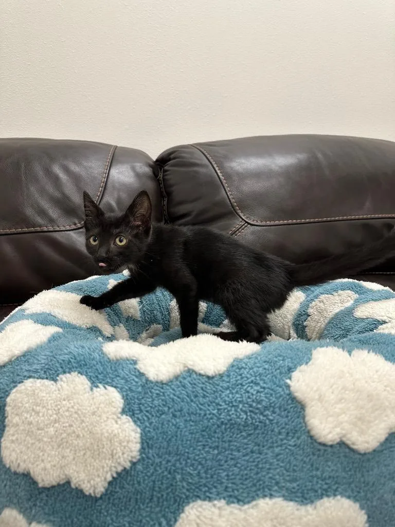 A baby small-sized female Domestic Short Hair cat named Jacqueline for adoption in Newberg, OR