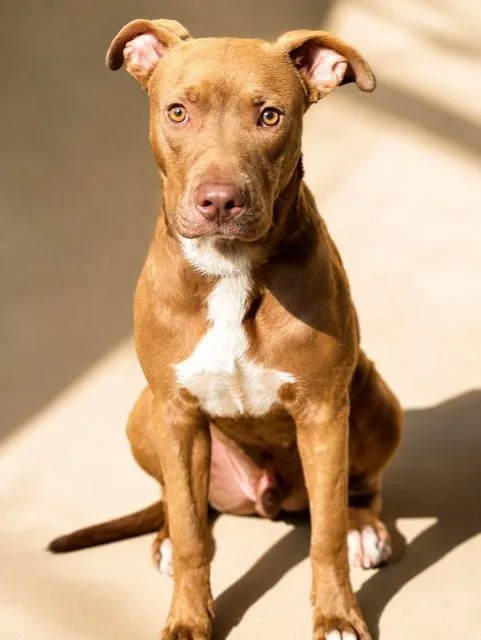 A young medium-sized male Mixed Breed dog named Roam for adoption in Jacksonville, FL
