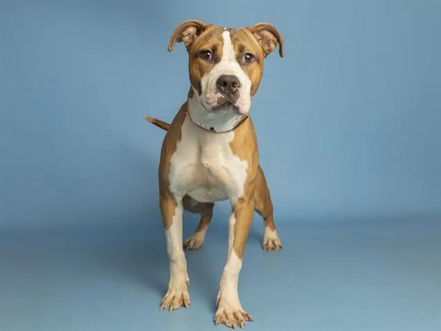 An adult medium-sized male Pit Bull Terrier dog named Pupalito for adoption in Phoenix, AZ