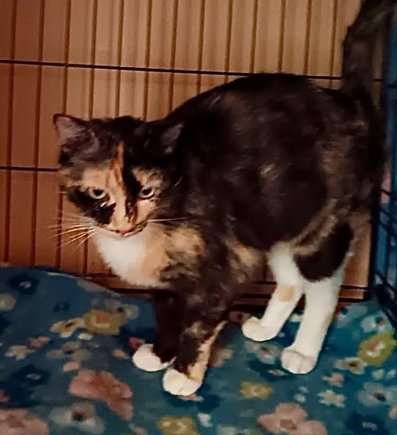 An adult medium-sized female Domestic Short Hair cat named Lulu for adoption in New York, NY