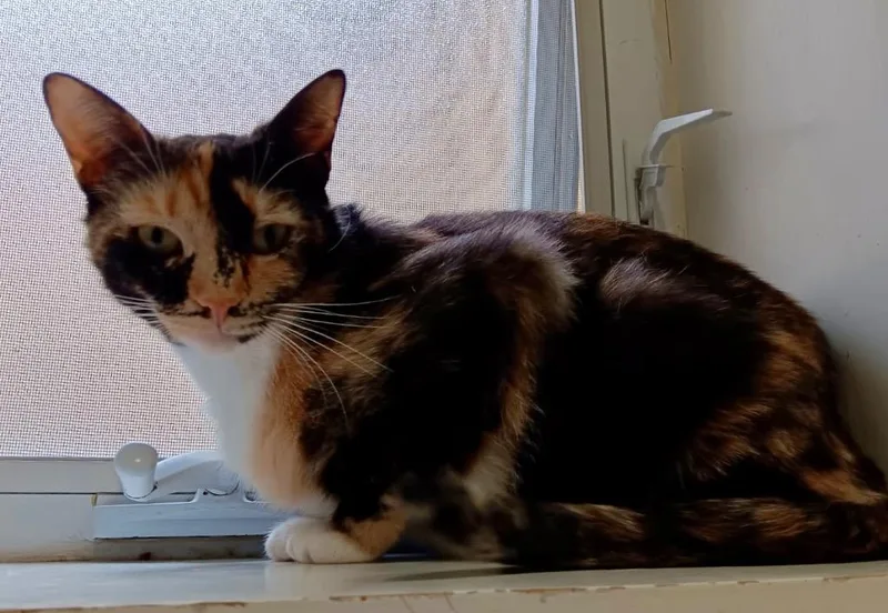 Lulu thumbnail 2