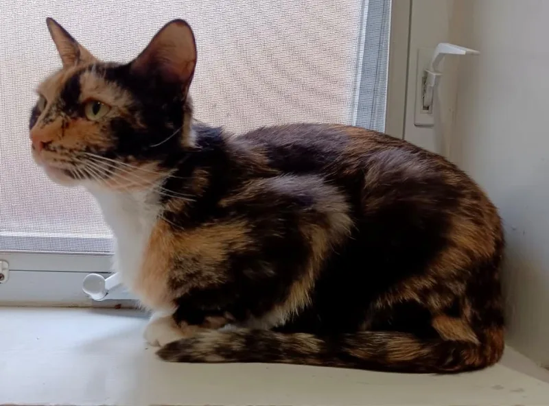 Lulu thumbnail 3