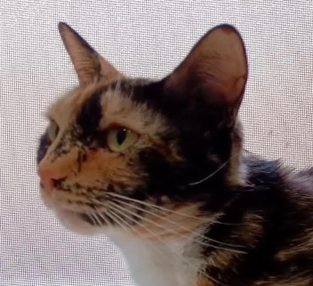 Lulu thumbnail 5