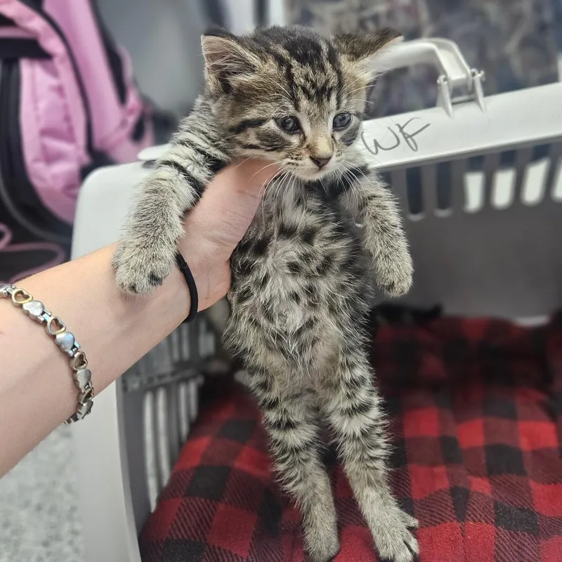 Willy Whisker Mittens