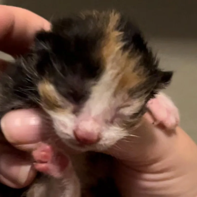 An adult medium-sized female Calico Domestic Short Hair cat named Kaylee for adoption in Providence, RI