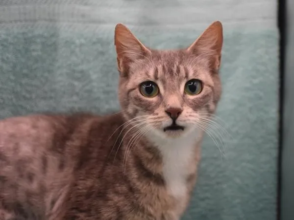 An adult small-sized female Domestic Short Hair cat named Luna for adoption in Portland, OR