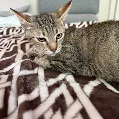 A young small-sized female Brown / Chocolate Domestic Short Hair cat named Linda for adoption in Pasadena , MD
