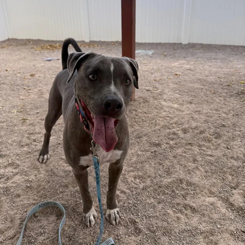 An adult medium-sized male Gray / Blue / Silver American Staffordshire Terrier dog named Hibiscus for adoption in Albuquerque, NM