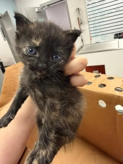 A baby small-sized female Domestic Short Hair cat named Marceline for adoption in Gastonia, NC