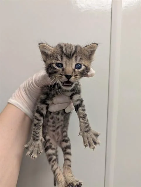 A baby small-sized male Domestic Short Hair cat named Peppermint for adoption in Ontario, CA