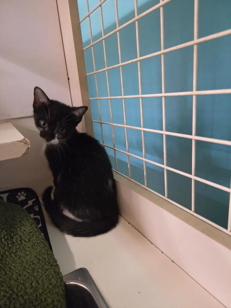 A baby medium-sized male Domestic Short Hair cat named Percy for adoption in Tampa, FL