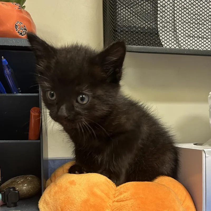 A baby small-sized male Black Domestic Short Hair cat named Frankenstein for adoption in Lynchburg, VA