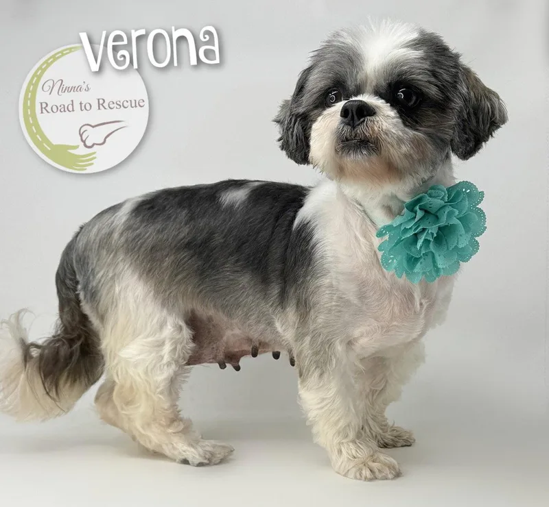 An adult small-sized female Shih Tzu dog named Verona for adoption in Benton, LA